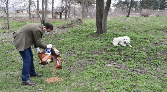 Bitlis'te Sokak Hayvanları İçin Doğaya Yem Bırakıldı