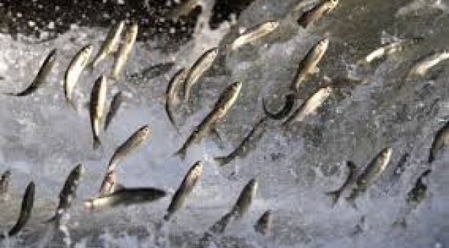 Van Gölü'nde Balık Avı Yasakları Başlıyor