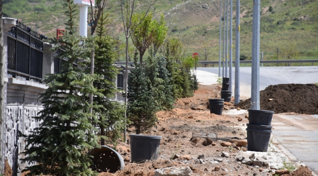 Tatvan'da 250 Adet Ağaç Toprakla Buluştu