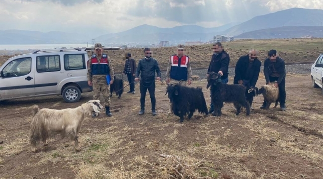 Bitlis'te Hayvan Hırsızlığı Yapan Şüpheliler Yakalandı