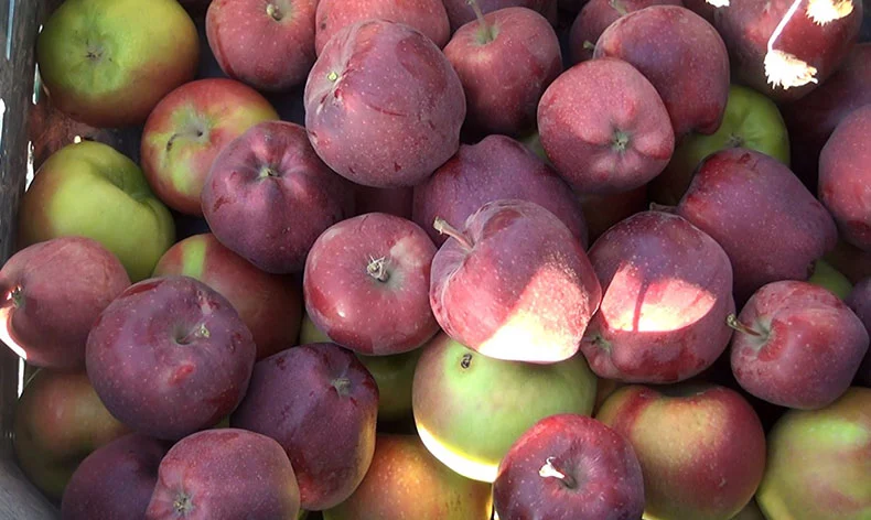 Ahlat'ta Yetiştirilen Elmalar Yurt İçi ve Yurt Dışına Satılıyor
