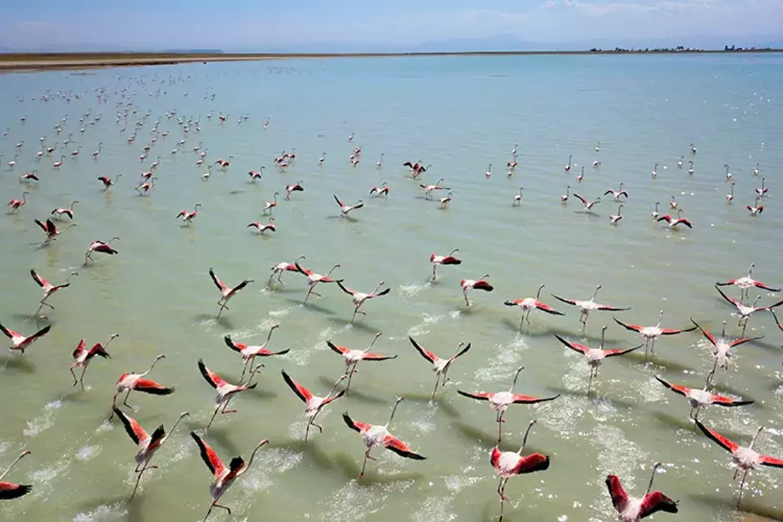 Arin Gölü'nde Kış Mevsimi Öncesi Son Misafirler: Flamingolar