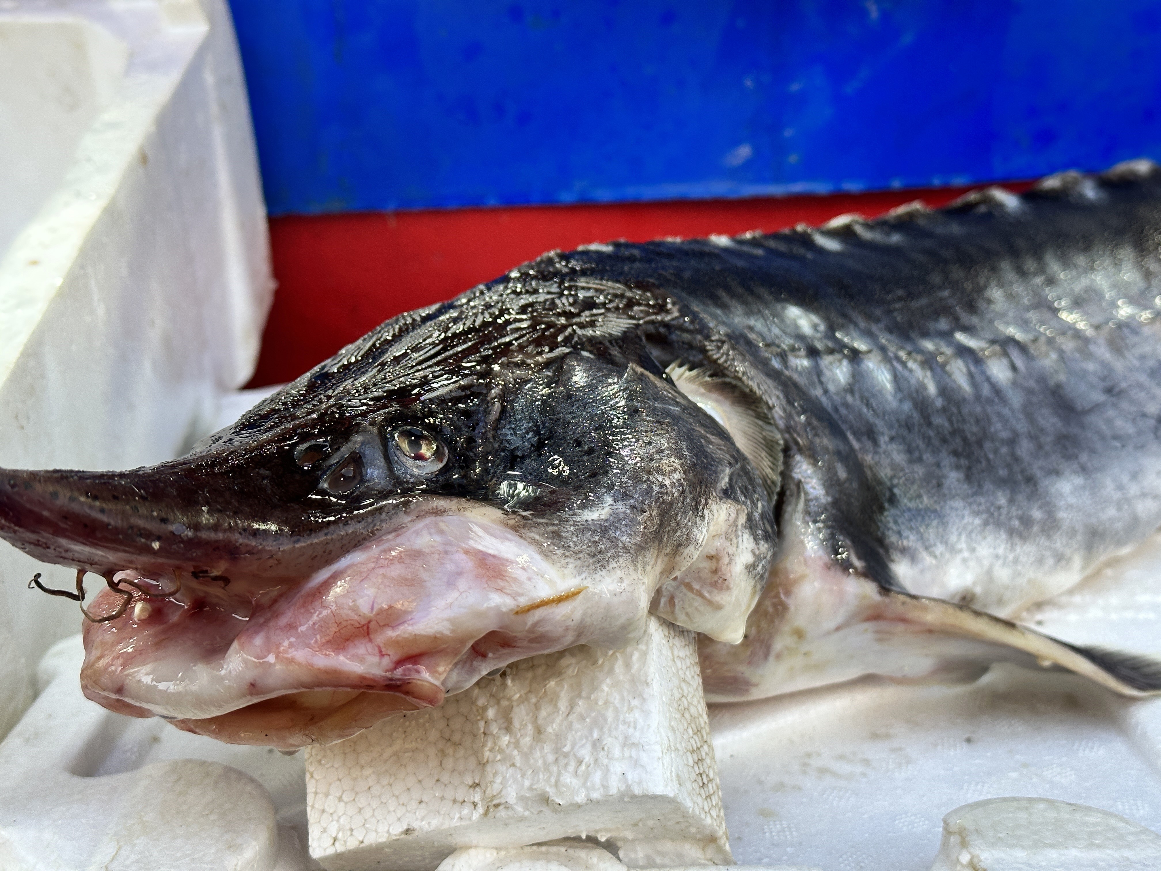 Keban Baraj Gölü'nde bir balıkçının ağına Sibirya Mersin balığı takıldı.