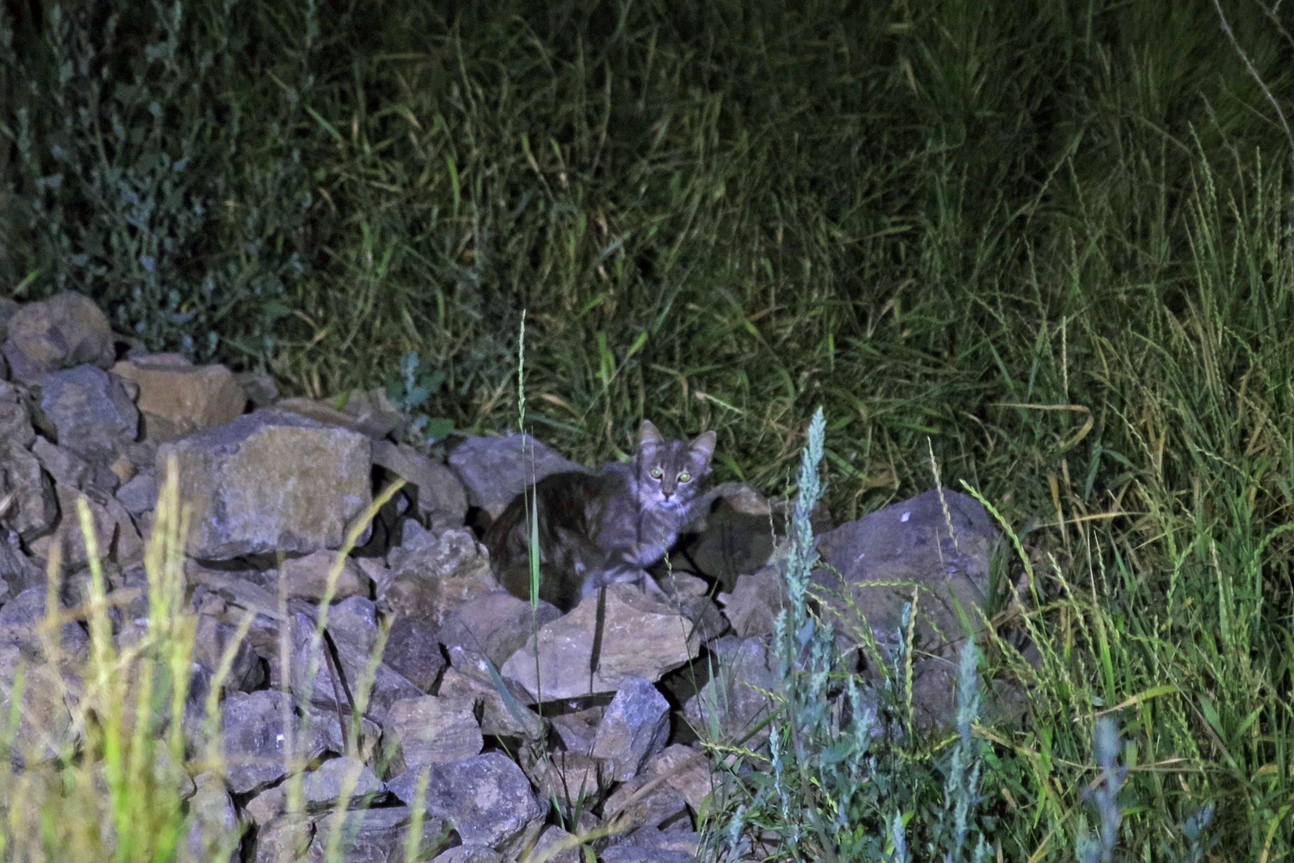 Tatvan Nemrut Kalderası'nda ilk defa kedi sürüsü görüntülendi 