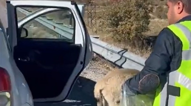 Trafik Polisleri Yaralı Köpeğe Yardım Etti