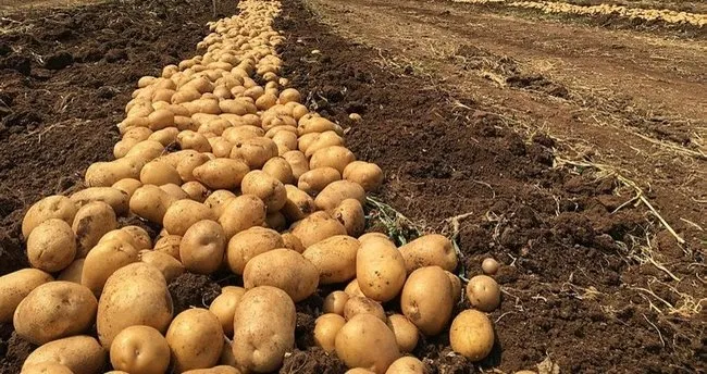 Türkiye'nin patates ihtiyacının yüzde 5'lik kısmını Bitlis karşılıyor