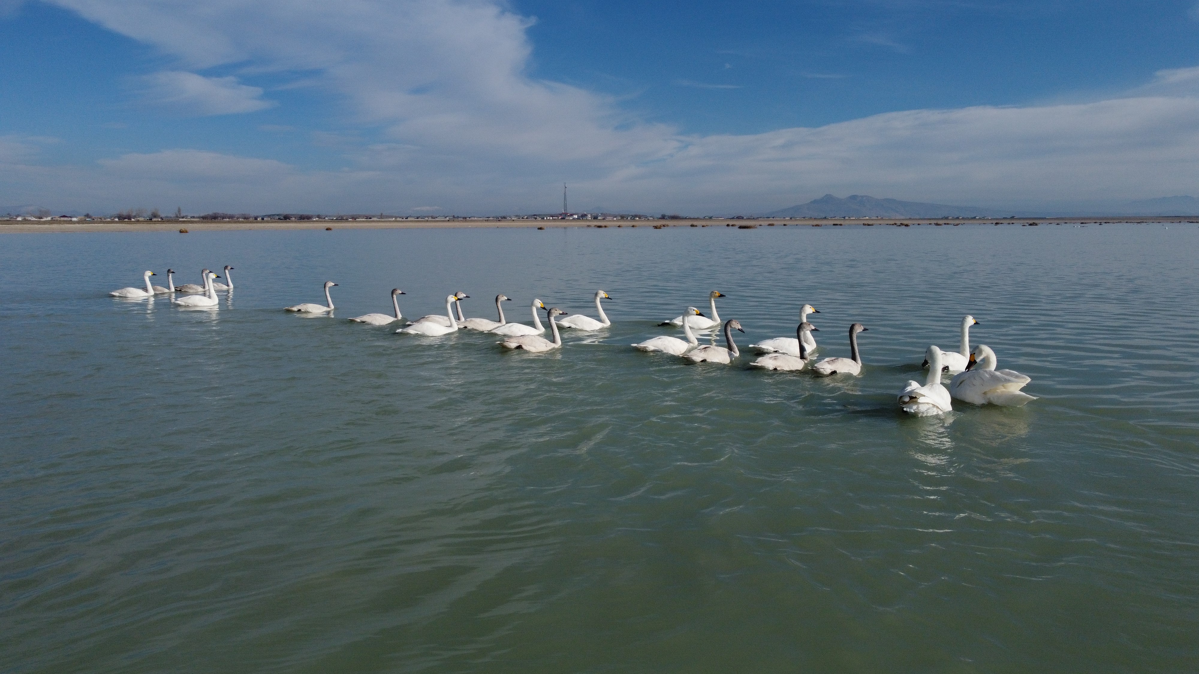 Arin Gölü'ndeki flamingolar yerini ötücü kuğulara bıraktı