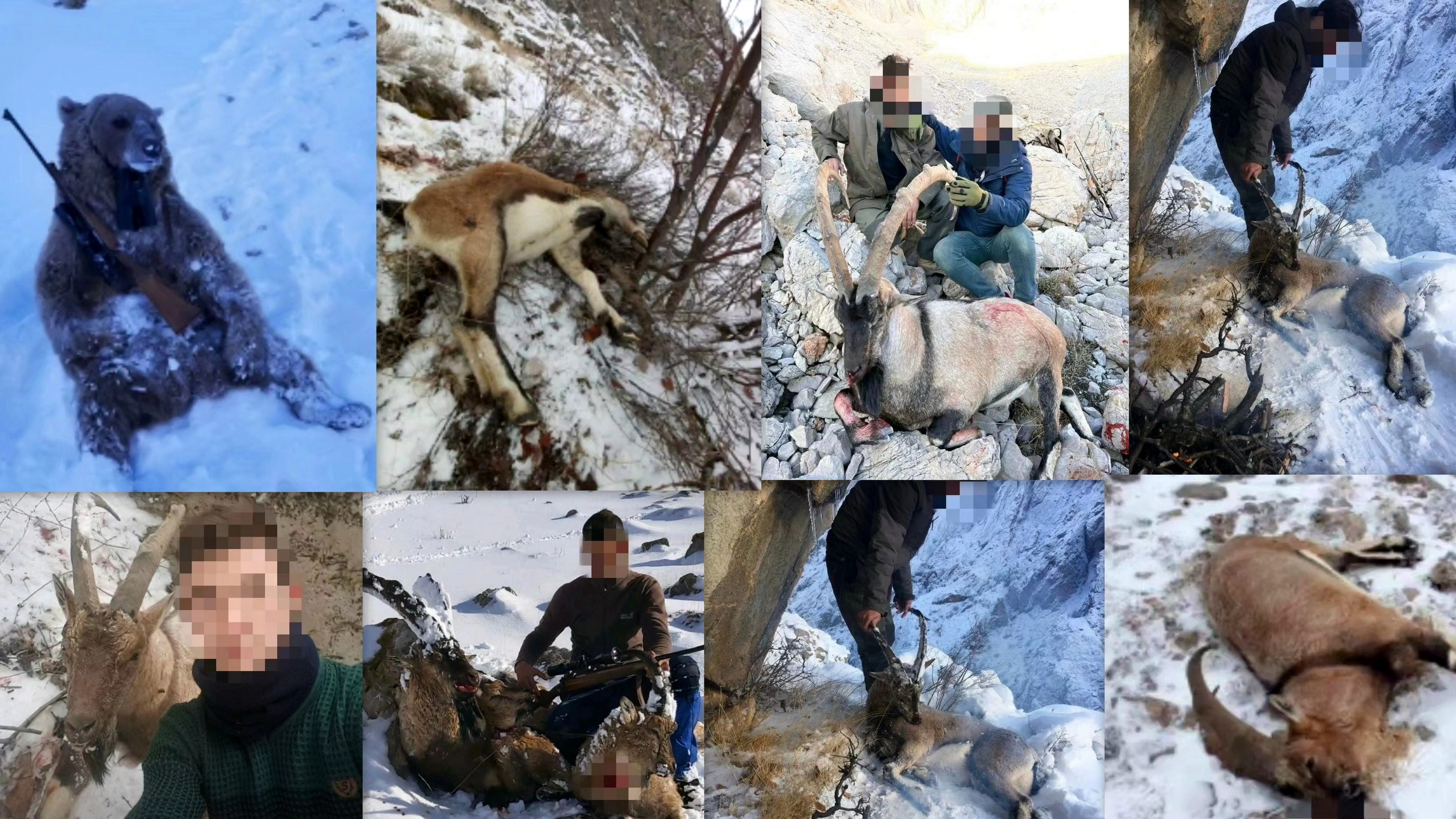 Erzincan'da yaban keçisi avlayan 5 kişiye para cezası verildi