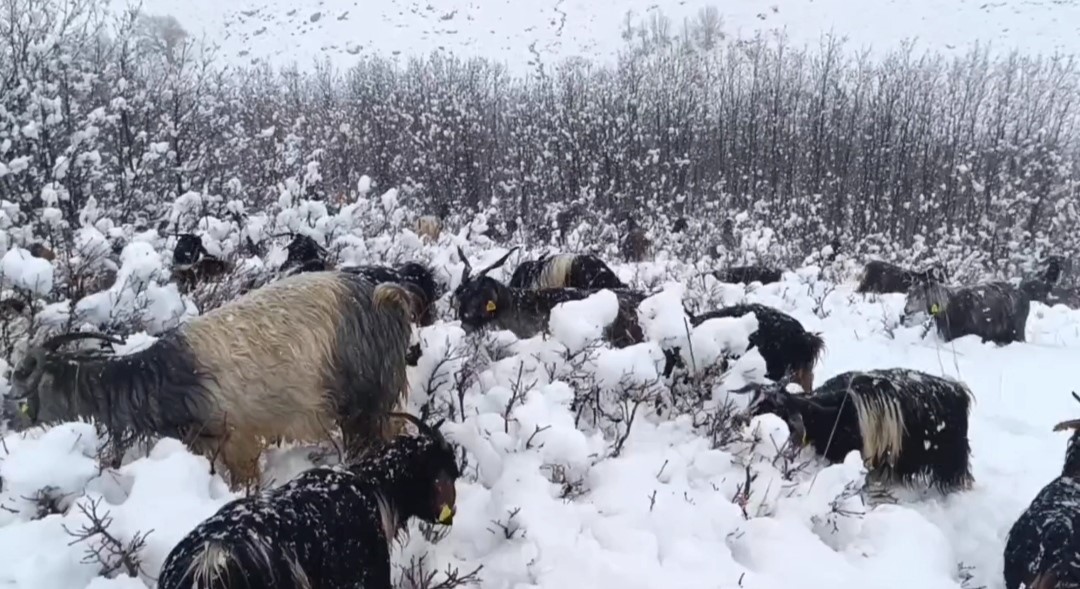 Muş'ta kar yağışına hazırlıksız yakalanan besiciler zor anlar yaşadı