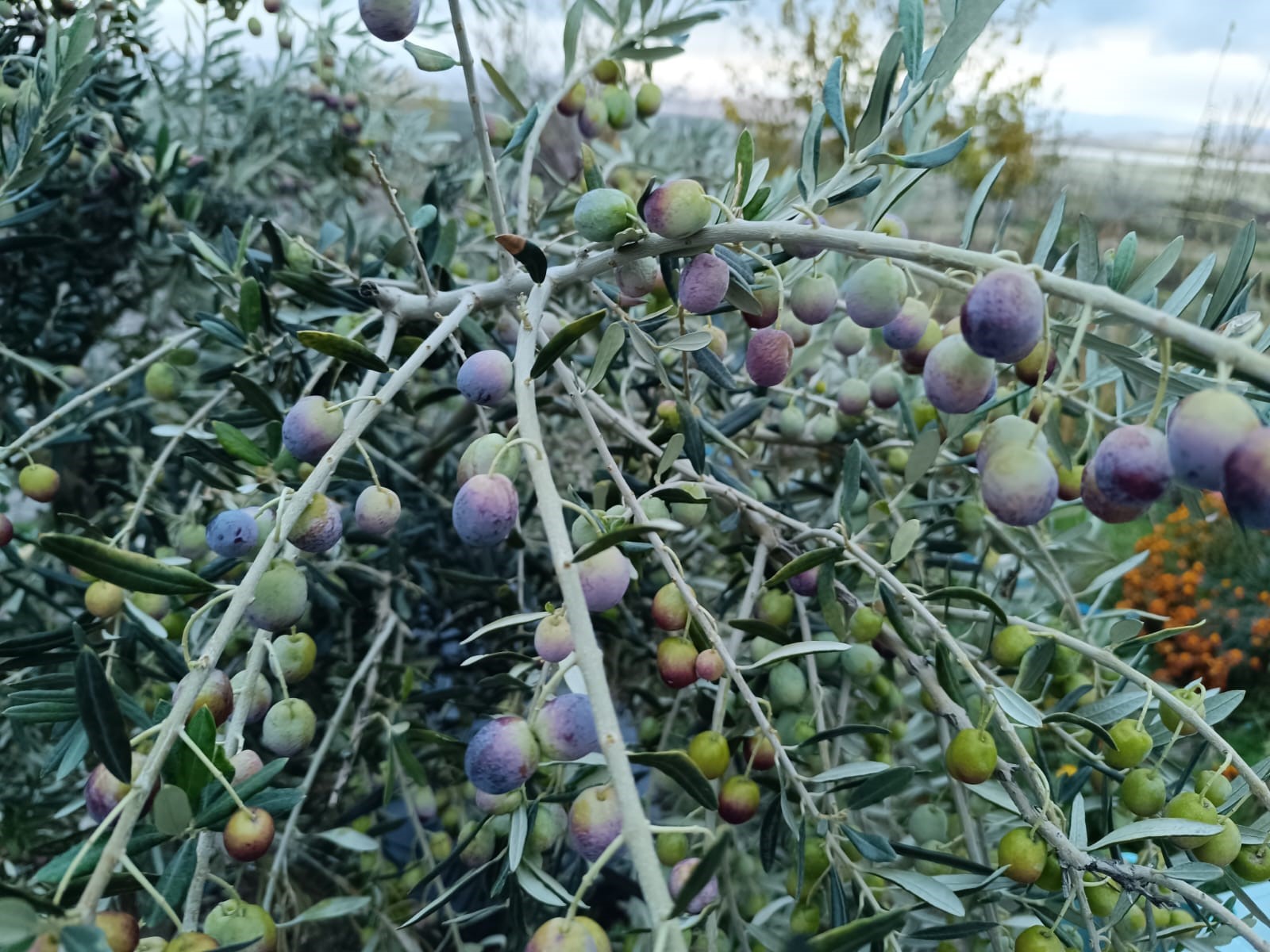 Tunceli'de deneme amaçlı ekilen zeytin ağacı ürün vermeye başladı