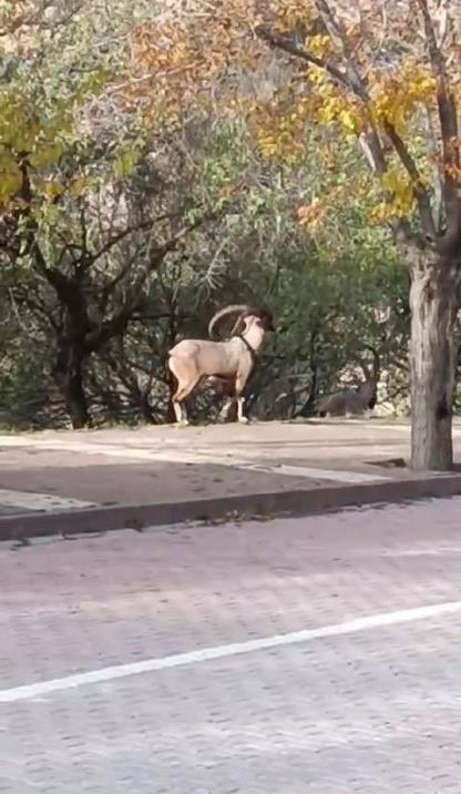 Tunceli'de Nesli Tükenme Tehlikesinde olan dağ keçileri şehre indi 