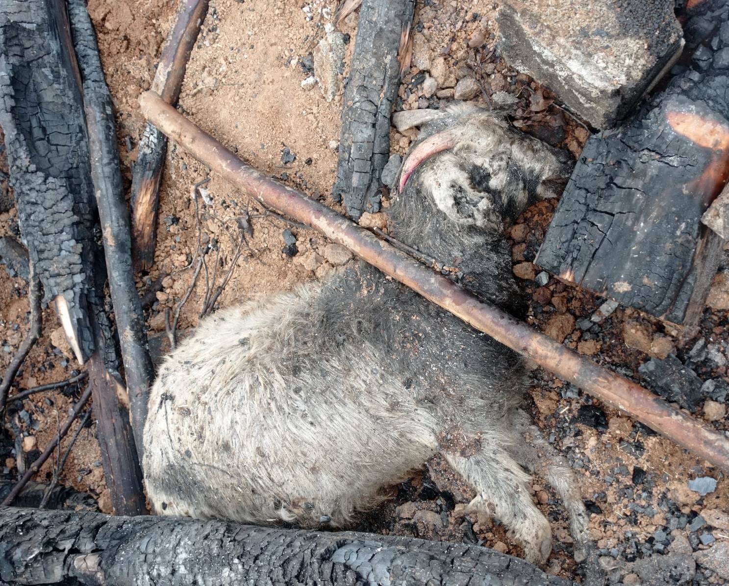 Bitlis'te çıkan yangında 180 küçükbaş hayvan telef oldu