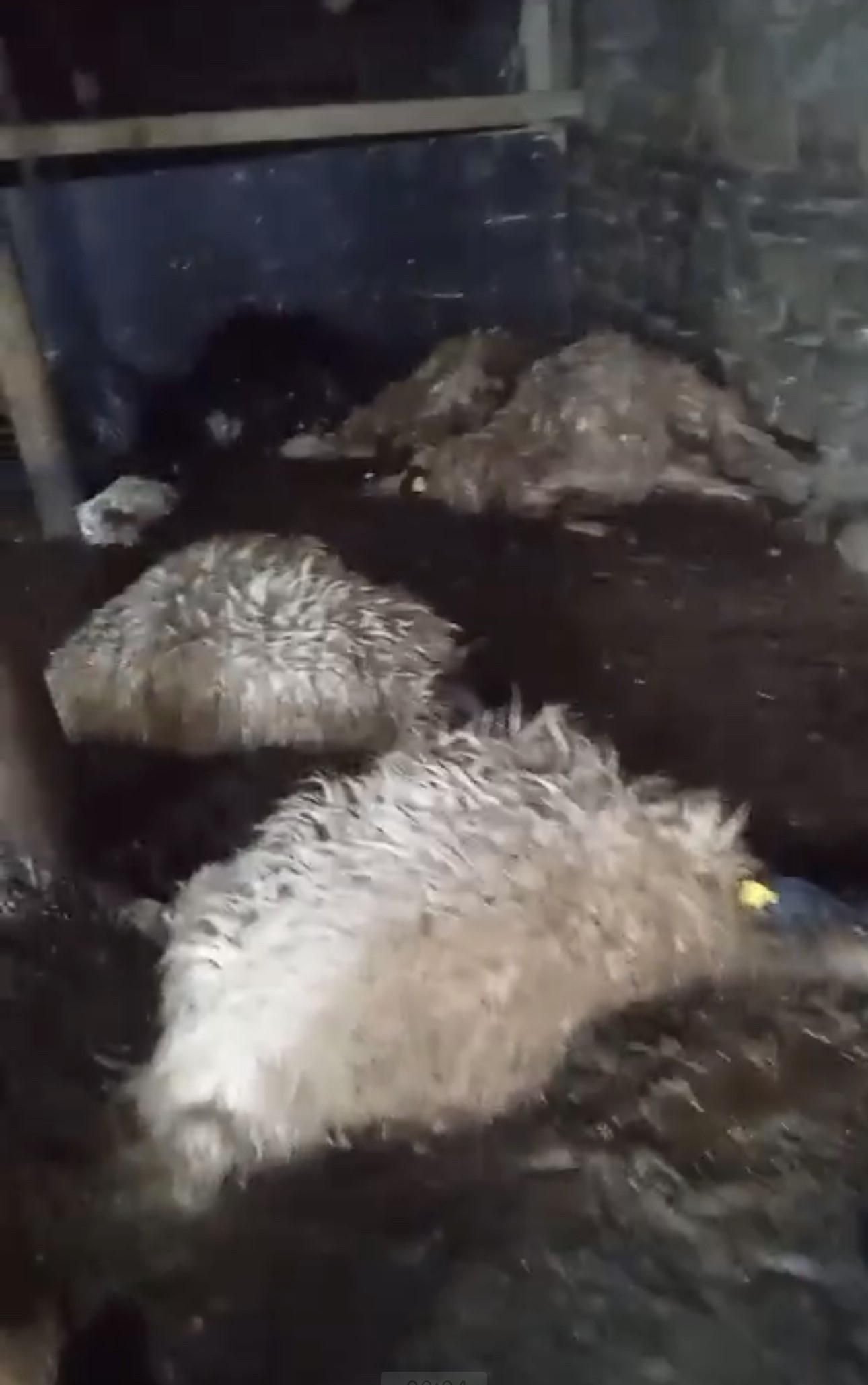 Yüksekova'da ağıl çöktü: 20 koyun telef oldu