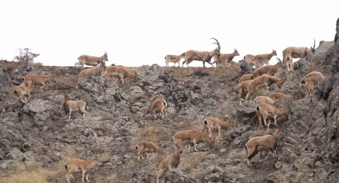 Bingöl'de dağ keçisi sürüsü doğal ortamında görüntülendi