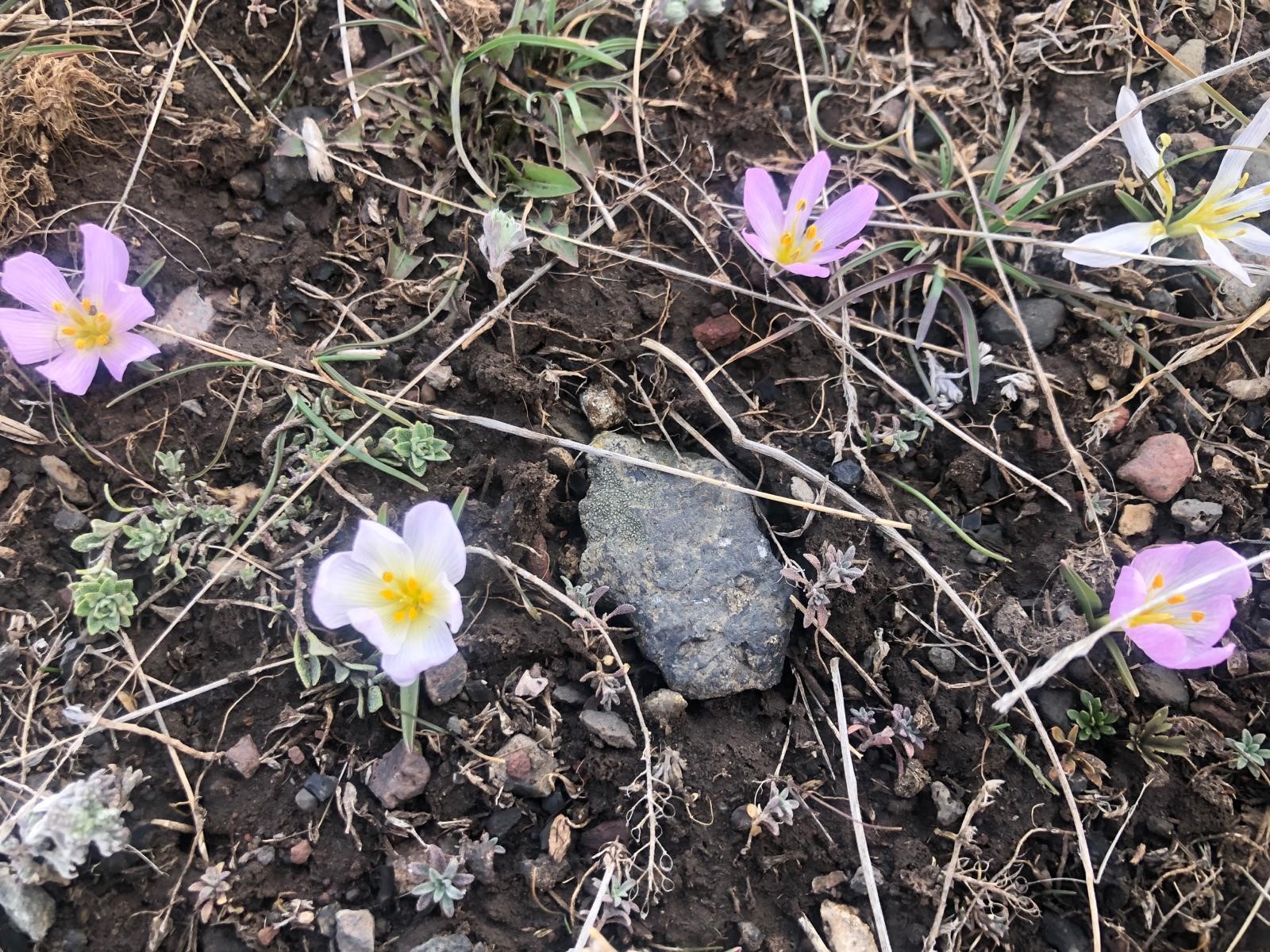 Kars'ta kardelenler çiçek açtı