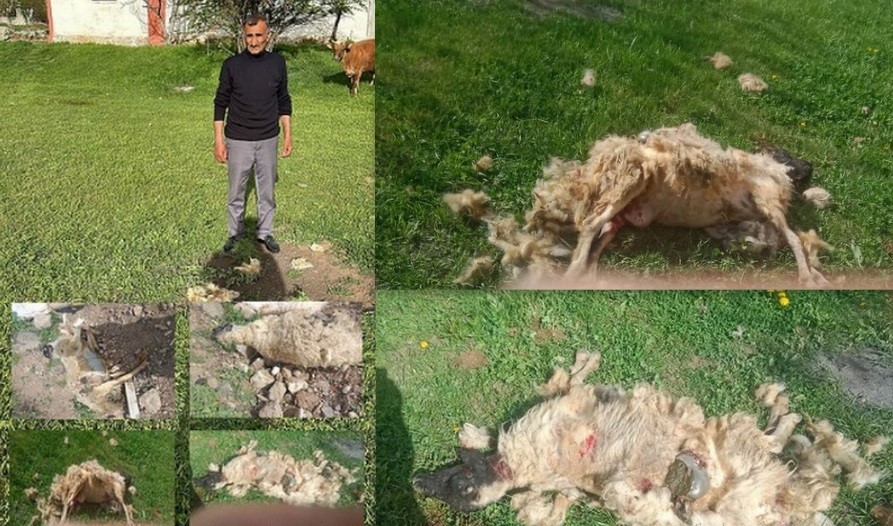 Erzincan'da başıboş köpeklerin saldırdığı 7 koyun telef oldu