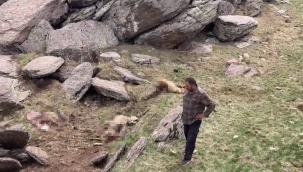 Kars'ta kurt saldırısı: 70 koyunu telef oldu
