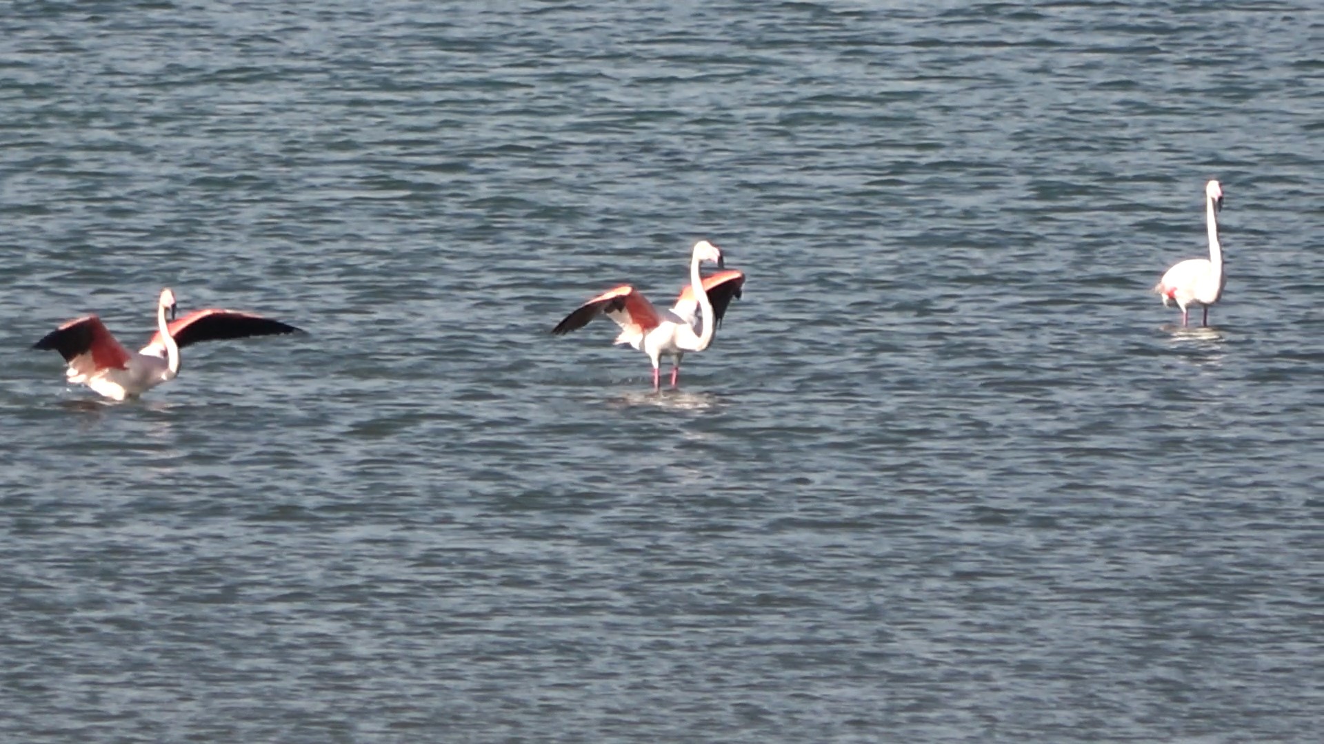 Tatvan'da flamingolar görsel şölen oluşturdu
