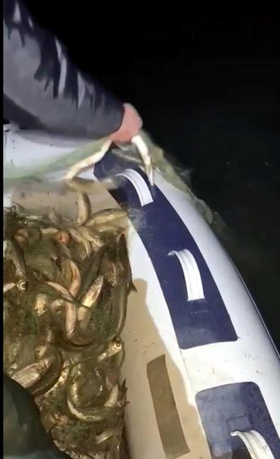 Erciş'te kaçak avlanan 200 kilo canlı balık yeniden suya bırakıldı